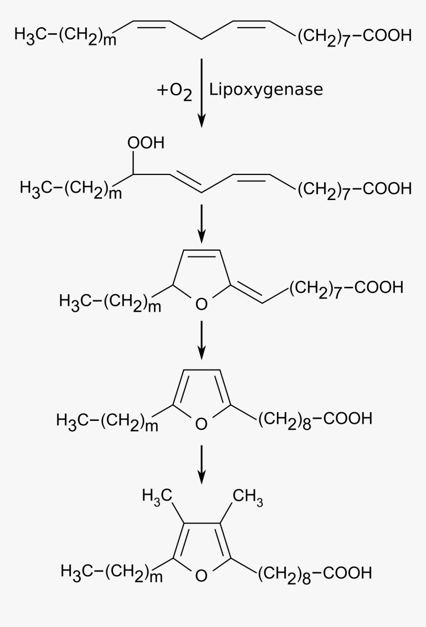 Biosynthesis Of Ffa, HD Png Download