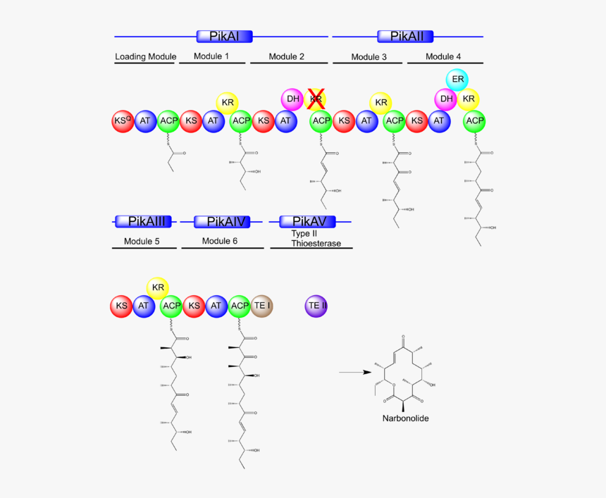 Pikromycin Biosynthesis, HD Png Download