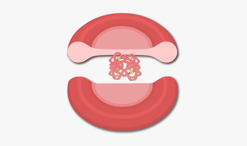 Hemoglobin Structure, HD Png Download