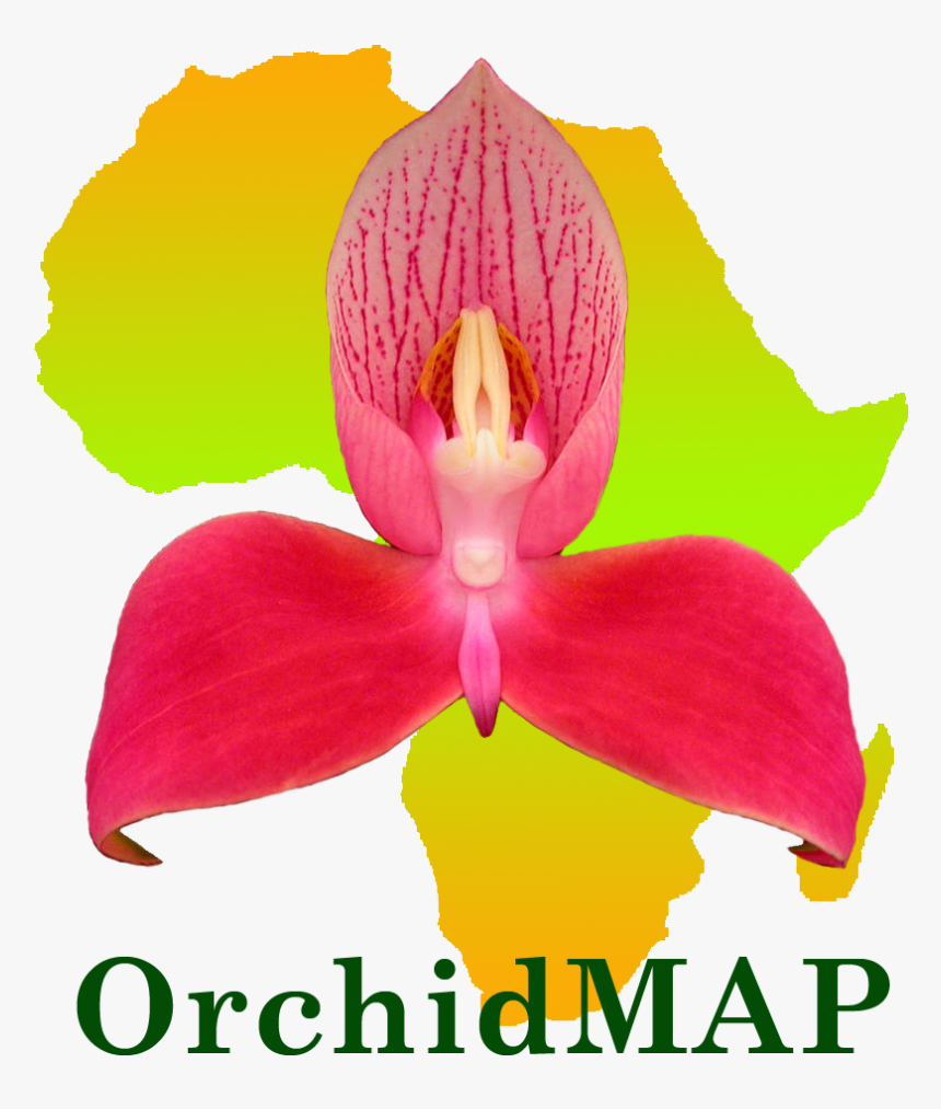 Cypripedium, HD Png Download