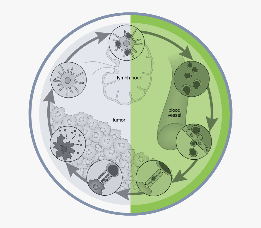 Circle, HD Png Download