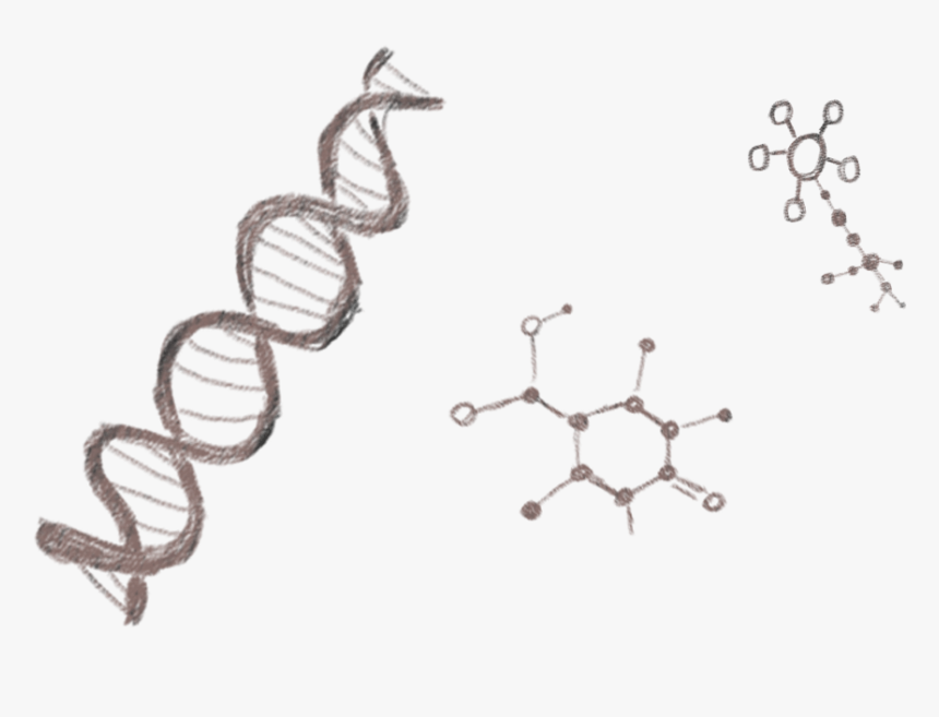 Sketch, HD Png Download