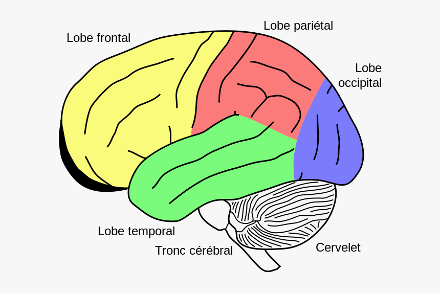 Gehirn, Phineas Gage Fr - Cerebellum In The Brain, HD Png Download