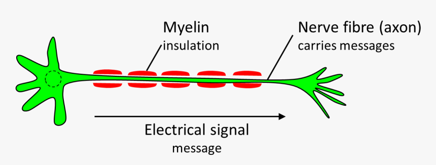 Nerve Cell Diagram - Myelin Png, Transparent Png