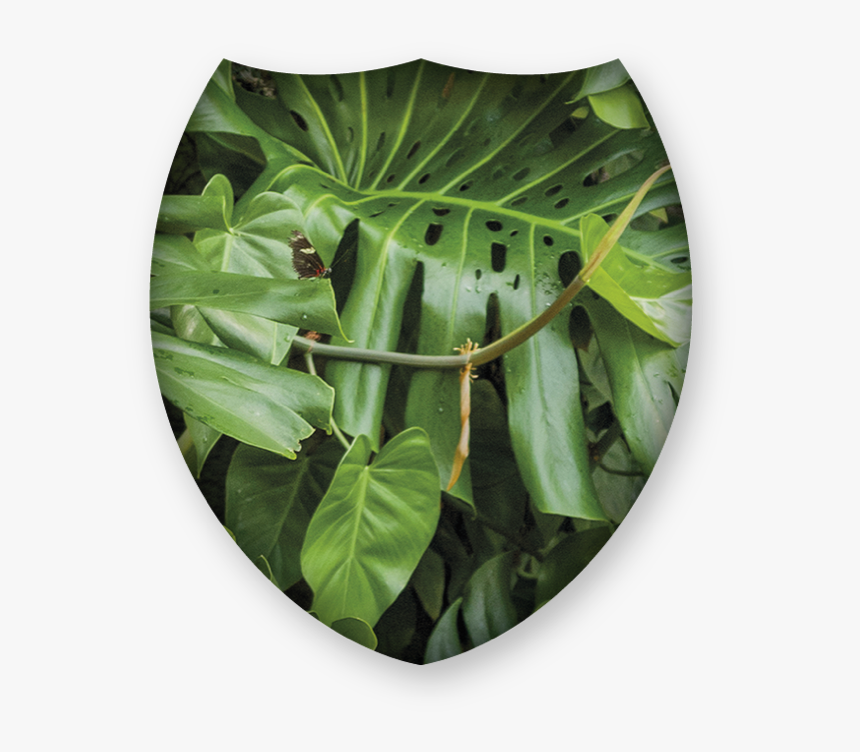 Dish, HD Png Download