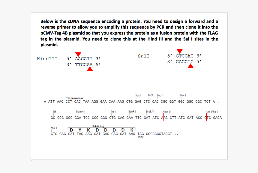 Screenshot, HD Png Download