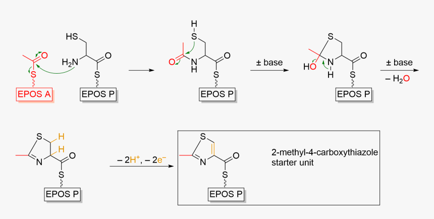 Formation Of Thiazole Starter Unit During Epothilone - Thiazole Formation, HD Png Download