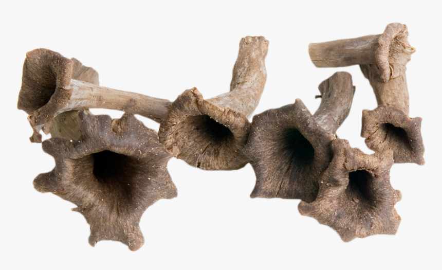 Hoorn Des Overvloeds Paddestoel, HD Png Download