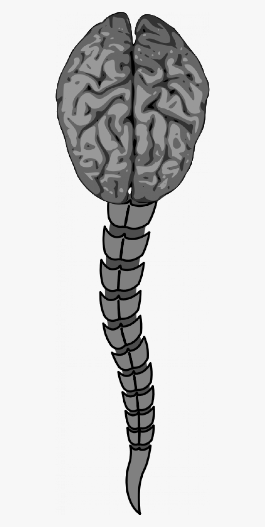 Cerebro Remix - Brains Birds Eye View, HD Png Download