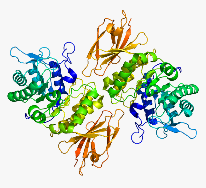 Protein Naga Pdb 3h53 - Naga Gene, HD Png Download