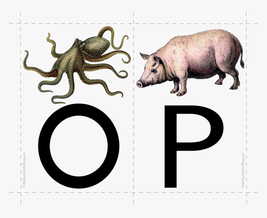 Flashcardsabc8 - Real Sea Creatures Png, Transparent Png