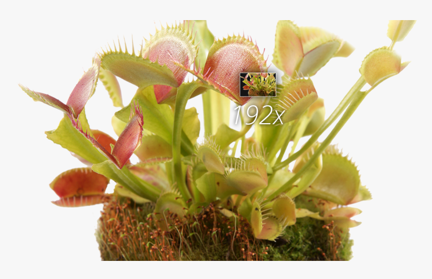 Zoom And Hdmi - Venus Flytrap, HD Png Download