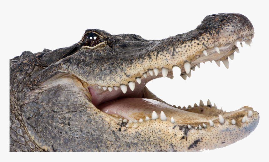 Alligator Png Background Image - Alligator Png, Transparent Png