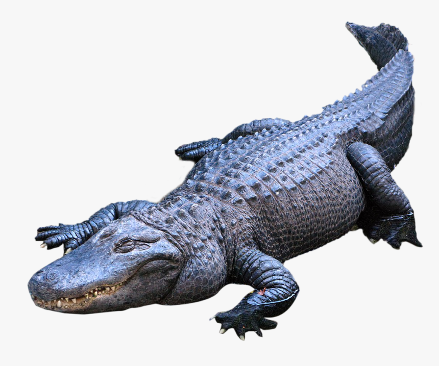 American Alligator Crocodiles Nile Crocodile - Alligator Png, Transparent Png