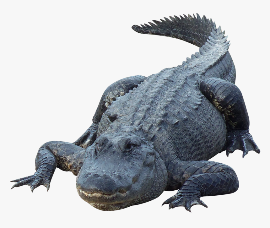 Crocodile Png - Alligator Png, Transparent Png