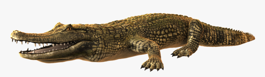 Caiman Png, Transparent Png , Transparent Png Image - PNGitem