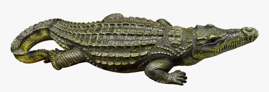 Alligator Png Free Download - ਜਾਨਵਰਾਂ ਦੇ ਨਾਮ, Transparent Png