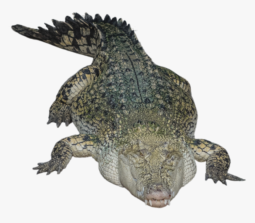 Download Alligator Png Hd - Crocodile With Transparent Background, Png Download