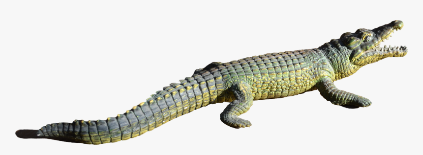 Alligator Png File - Répteis Png, Transparent Png