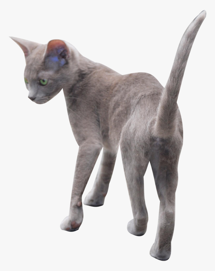 Russian Blue, HD Png Download