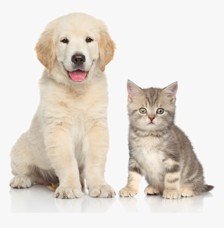 And Sitting Pet Dog Cat Kitten Clipart, HD Png Download