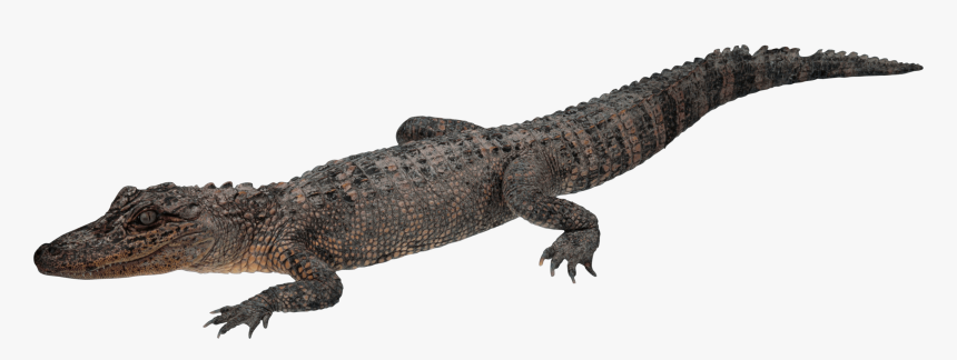 Crocodile Walking Clip Arts - Crocodile Transparent, HD Png Download