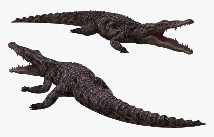 Download Crocodile Png Image - Crocodile Gif Transparent Background, Png Download