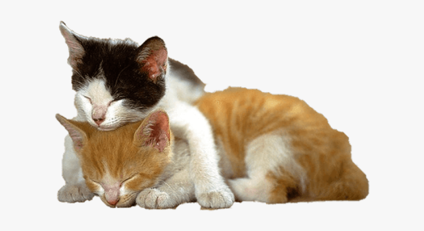 Kitten Png Transparent Images - Cats And Kittens Transparent Background, Png Download