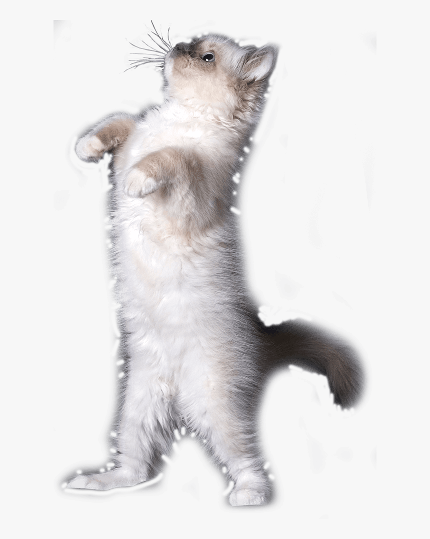 Balinese, HD Png Download