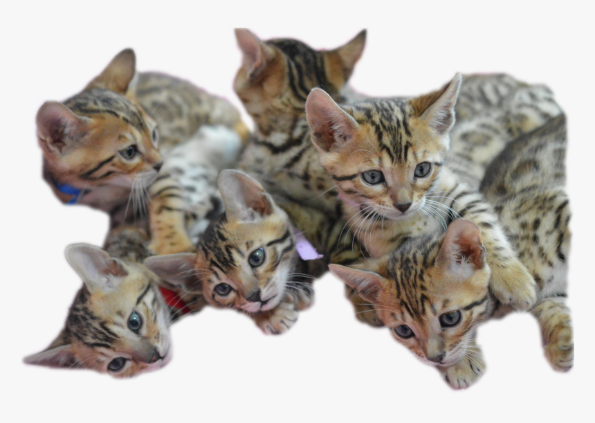 Bengal Kitten Png, Transparent Png