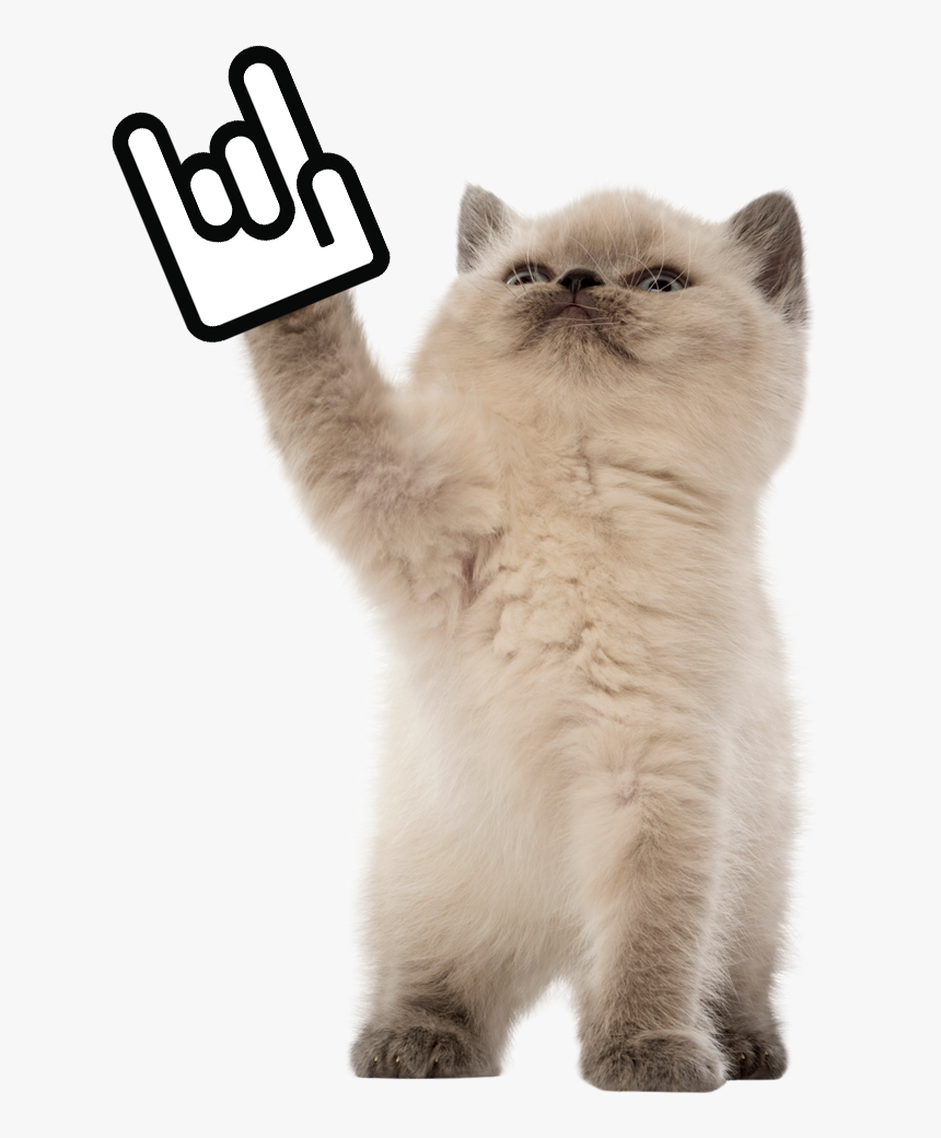 Todd Taiwan Startup Stadium Rock Kitten , Png Download - British Shorthair, Transparent Png