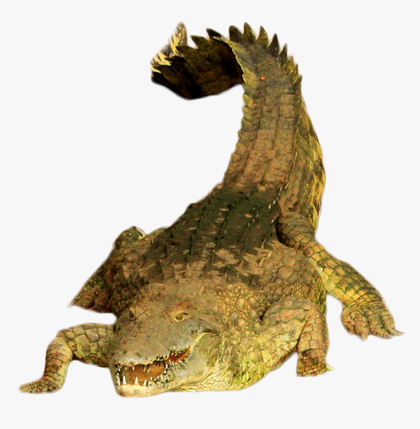 Green Crocodile Png Image - American Crocodile, Transparent Png