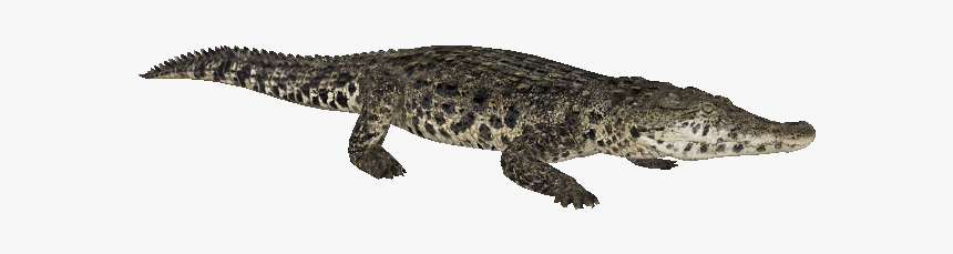 List Button - American Crocodile, HD Png Download