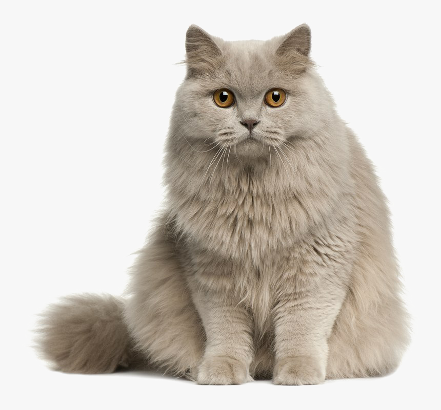 Cute Cat Transparent Image - Cute Cat Png, Png Download