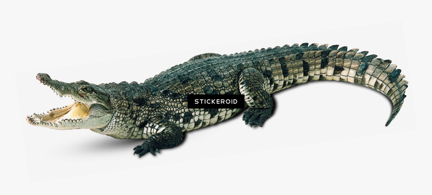 Transparent Background Alligator Png, Png Download
