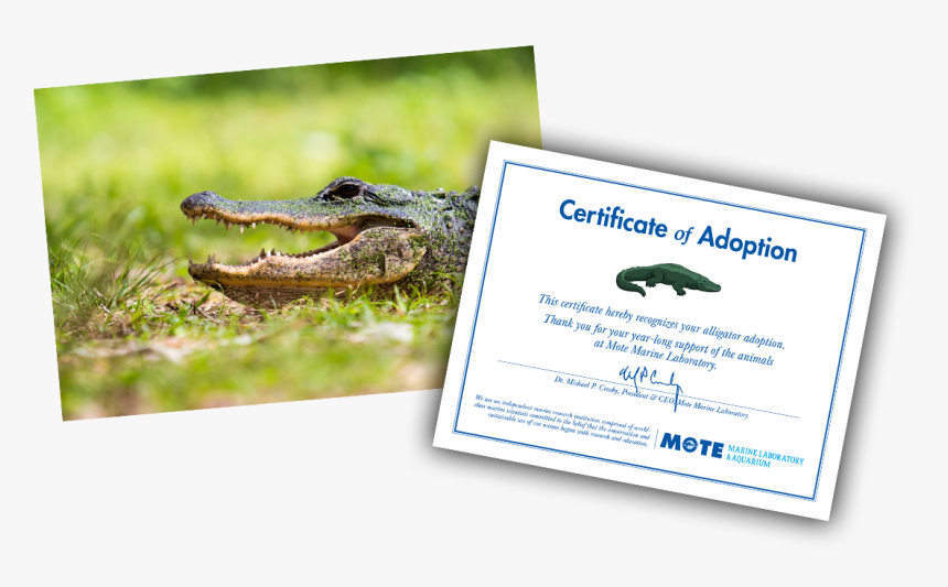 Items Included In E-pal Package - Mote Aquarium Rose Alligator, HD Png Download