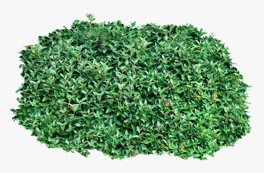 Shrub Clip Art - Transparent Background Bush Transparent, HD Png Download