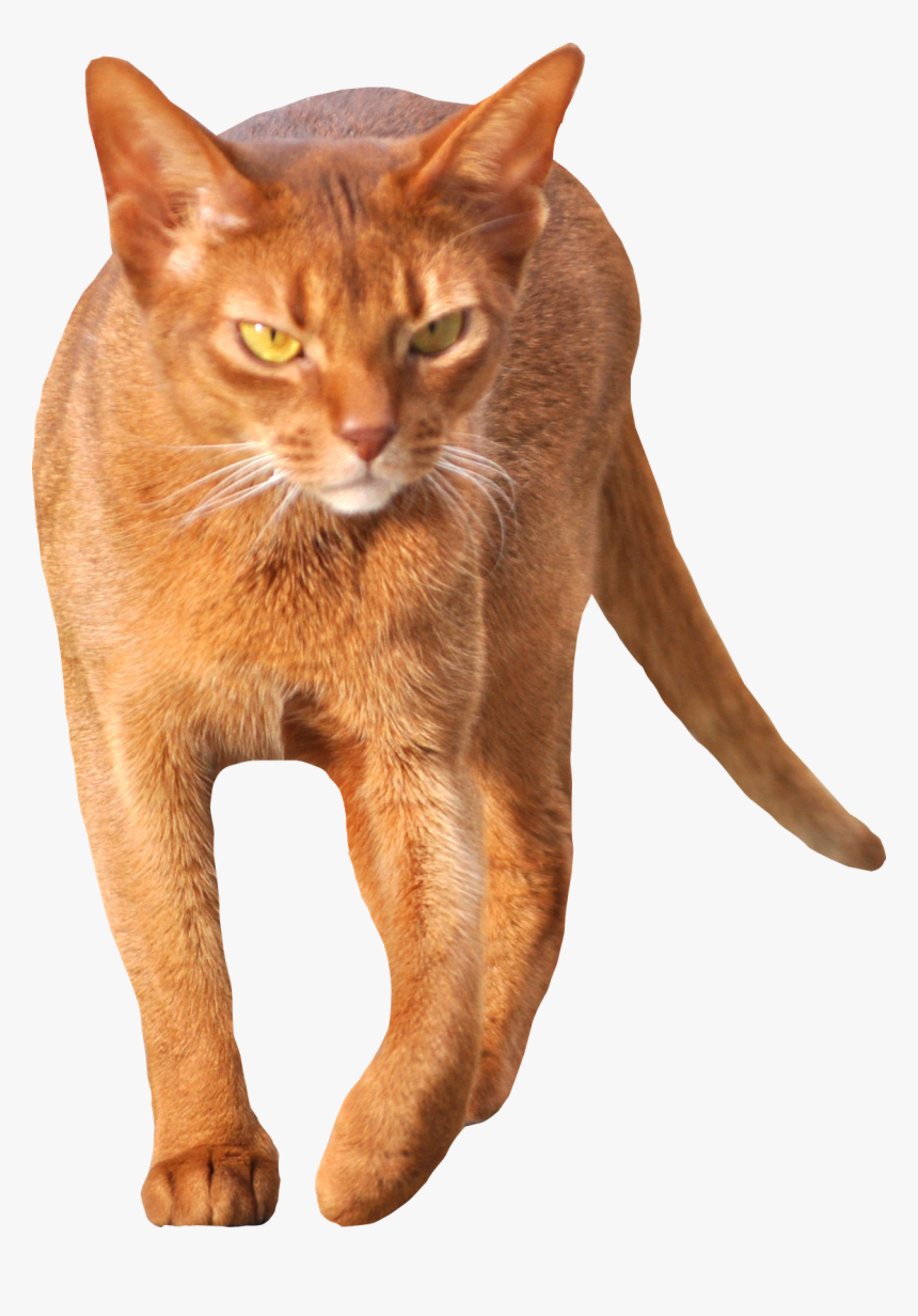 Free Cat Images - Walking Cat Png, Transparent Png