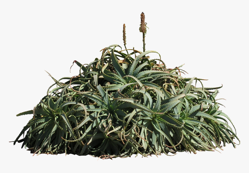 Houseplant, HD Png Download