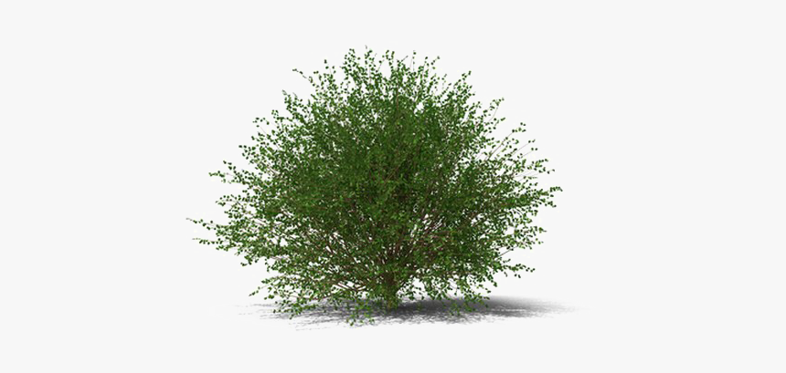 Shrub Transparent Image - Transparent Background Shrub Png, Png Download