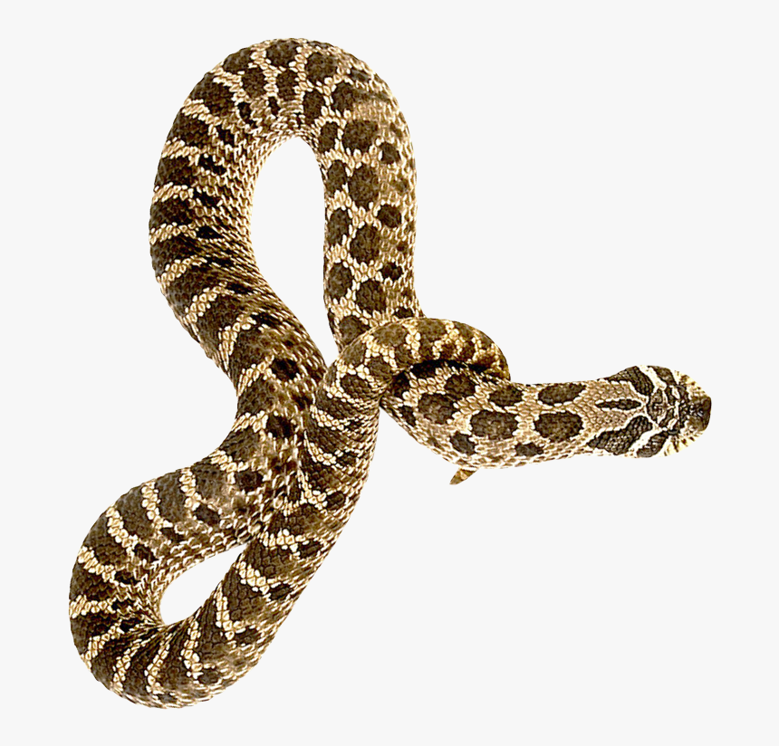 Snake Png Transparent Image - Snake Png, Png Download