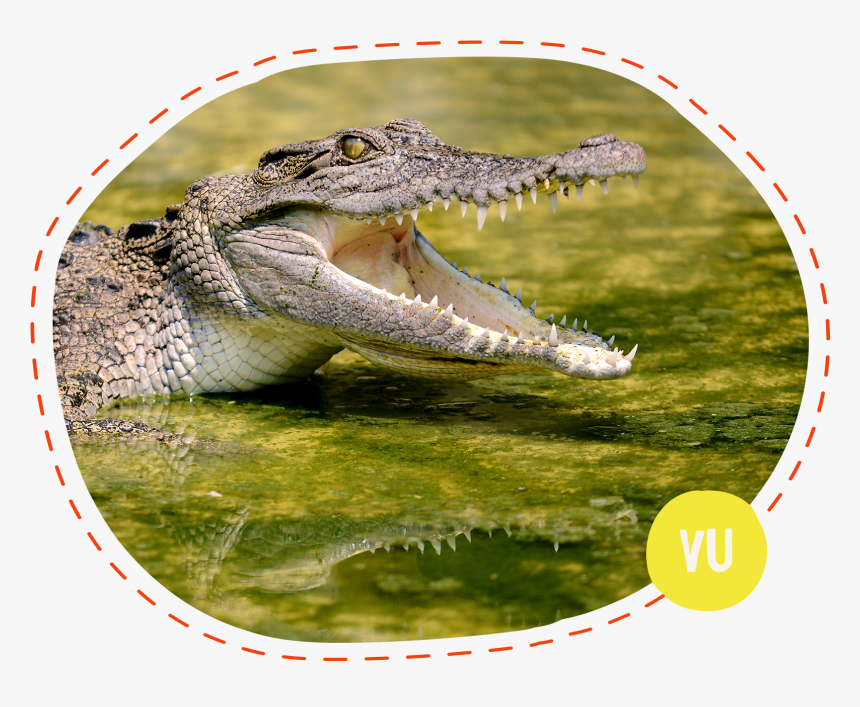 Crocodile Biting - Crocodile Hi Res, HD Png Download