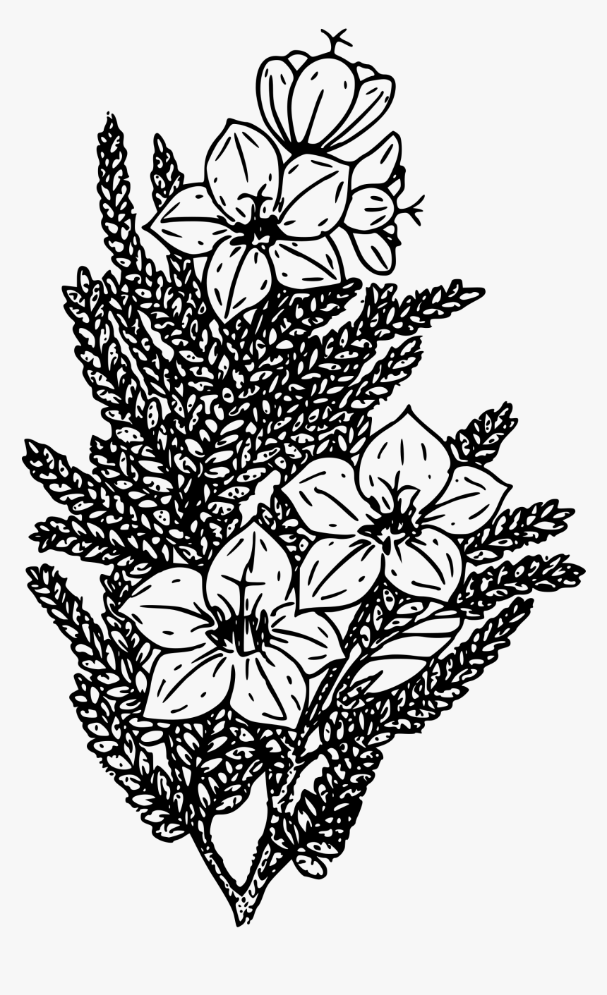 Alpine Skunk Bush Clip Arts - Coloring Book, HD Png Download