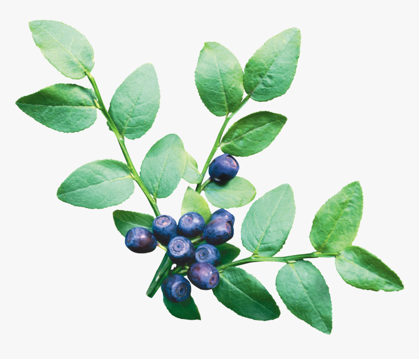 Download And Use Blueberries High Quality Png - Blueberry Bush Transparent Background, Png Download