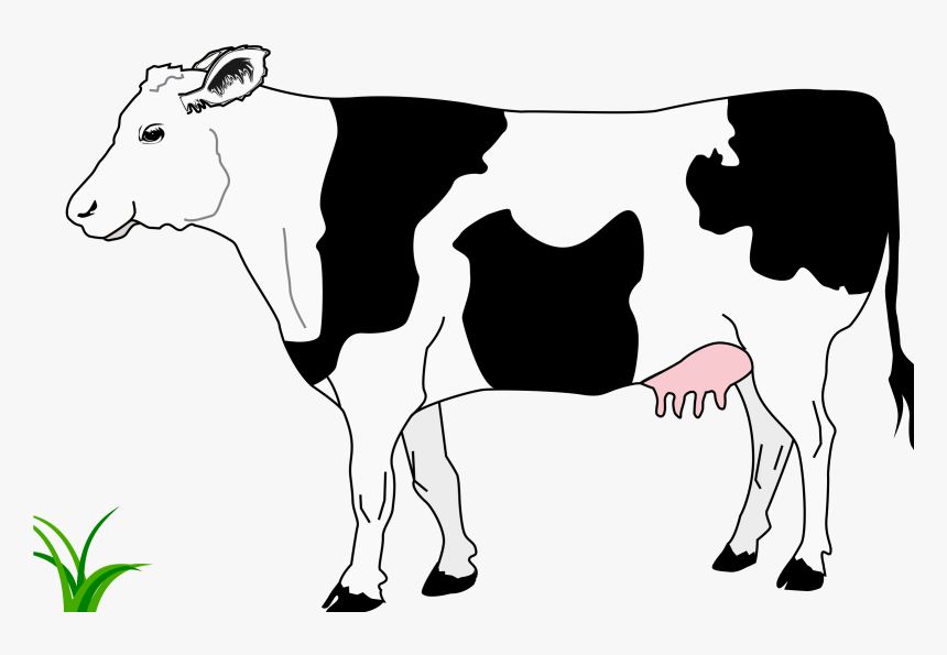 Black And White Image Of Cow, HD Png Download
