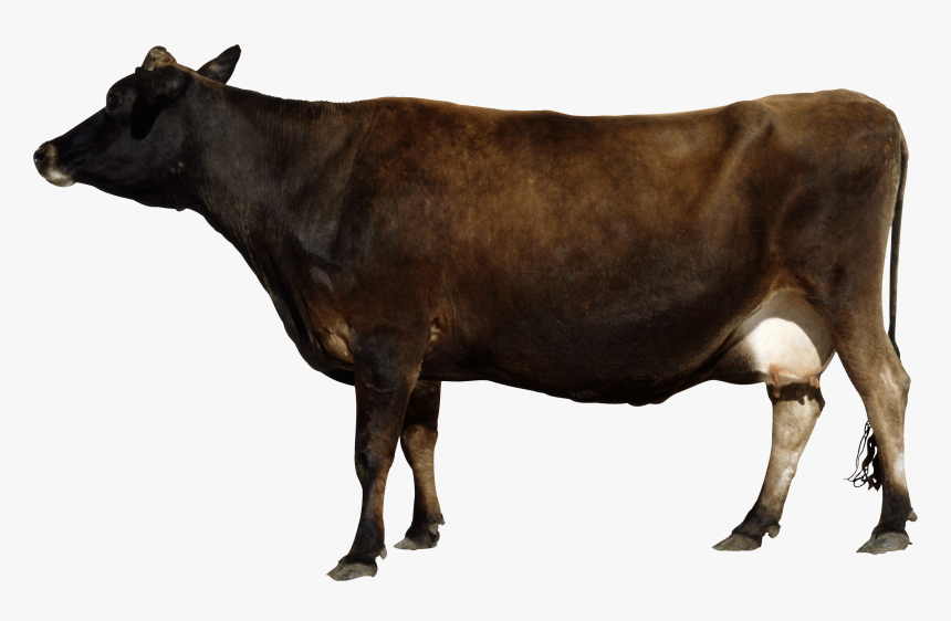 Download This High Resolution Cow Icon Clipart - Cow Png Side View, Transparent Png