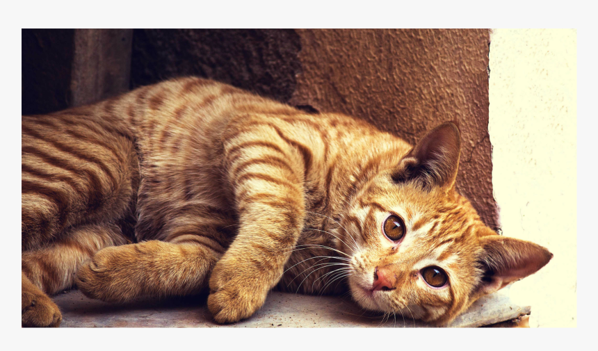 Orange And Brown Cat, HD Png Download