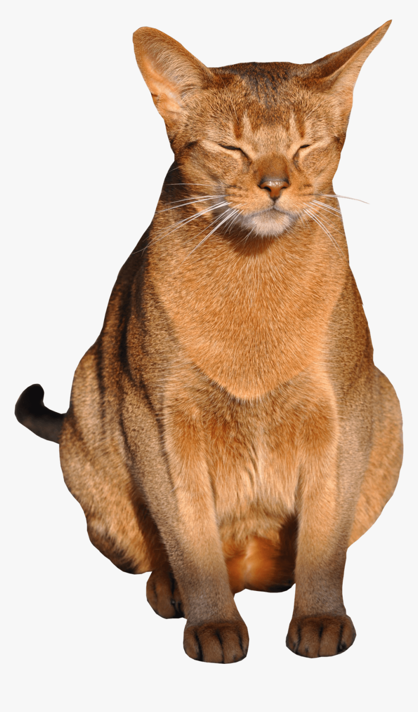 Free Cat Images, HD Png Download