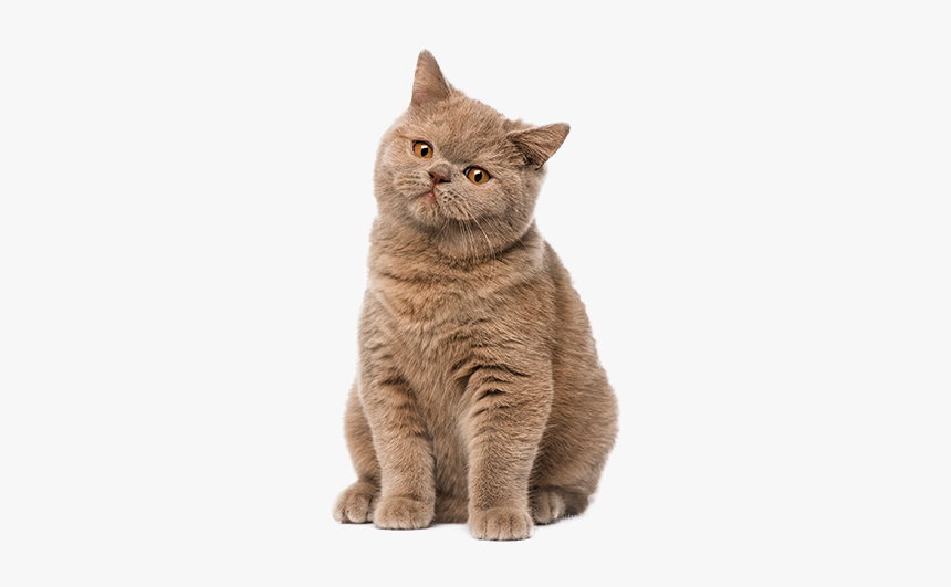 Cute Cat - Британская Кошка Окрасы, HD Png Download