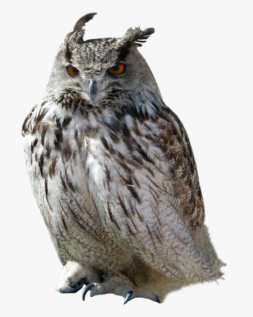 Owl Png - Owl Transparent Background, Png Download